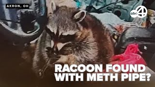 'Chewy' the raccoon found with meth pipe in mouth during Ohio traffic stop