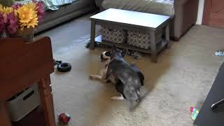 French Bull Dog Puppy Playing with Boston Terrier His Best Friend  PT 2