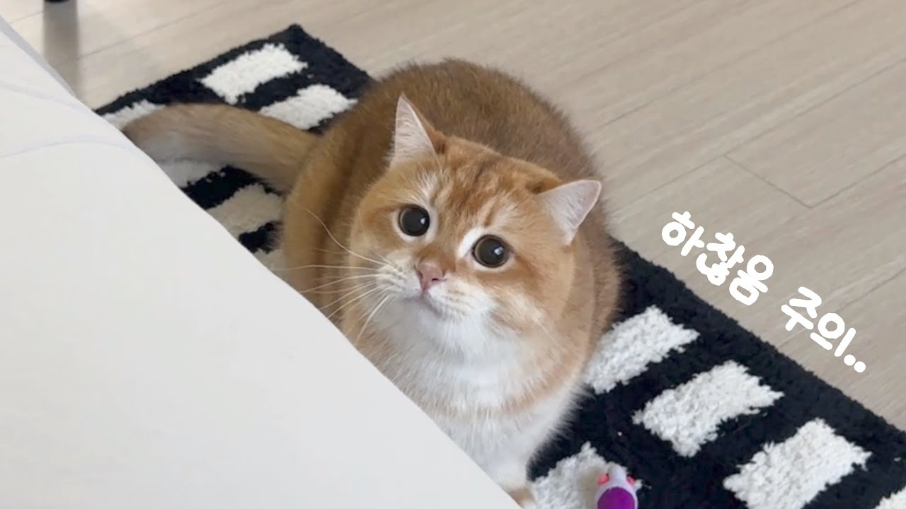 욕심은 많은데.. 하찮은💦 3등신 고양이의 일상 | 크림깡📦, 고양이 빵 먹방