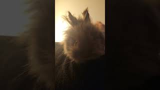 Izzy #cutebunnies #swingingbunnyoftiktok #izzy