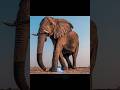 Top 10 Most Dangerous Animals In The World 😱#shorts #top10 #animals #dangerousanimals #facts #usa