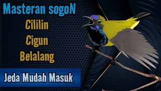 MASTER SOGON ISIAN CILILIN, CIGUN, BELALANG EMAS❗Jeda Mudah Masuk. 
