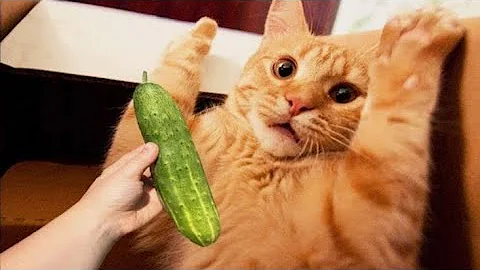 Watch the video about Cats Scared Of Cucumber 🥒 😳 😁