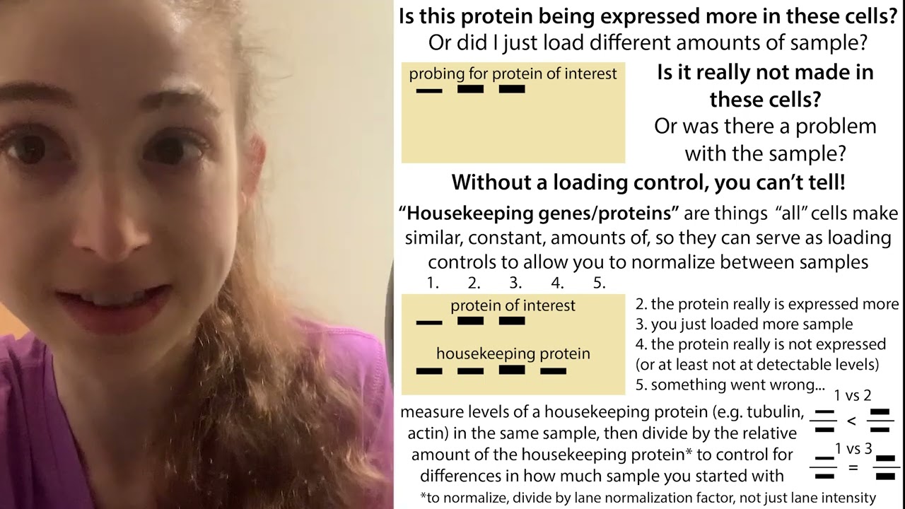 Housekeeping genes/proteins, internal references/loading controls & related terms: constitutive etc.