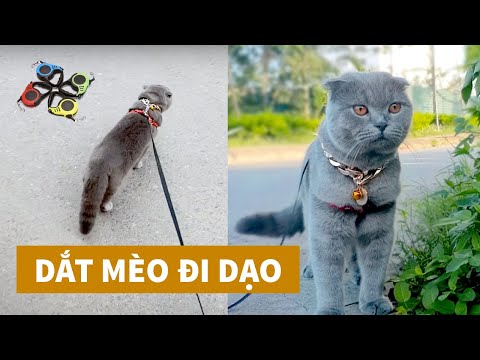 Video: Cách Con Mèo đi Bộ