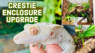 Crested Gecko Enclosure Build