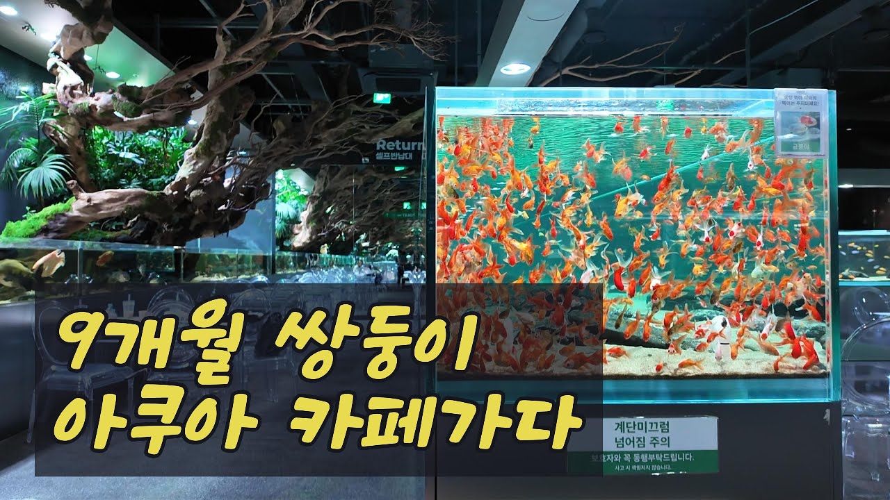 쌍둥이 브이로그｜ 9개월 쌍둥이 '아쿠아가든' 카페 가기 (일산점)