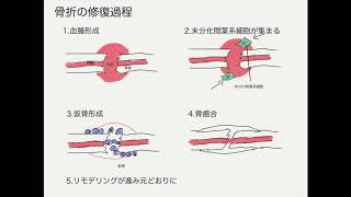 骨折の修復過程 Youtube