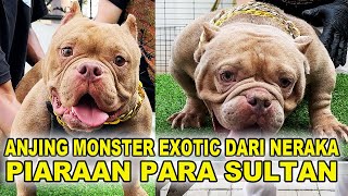 Anjing Monster Kekar Dari Neraka Piaraan Sultan - Exotic American Bully