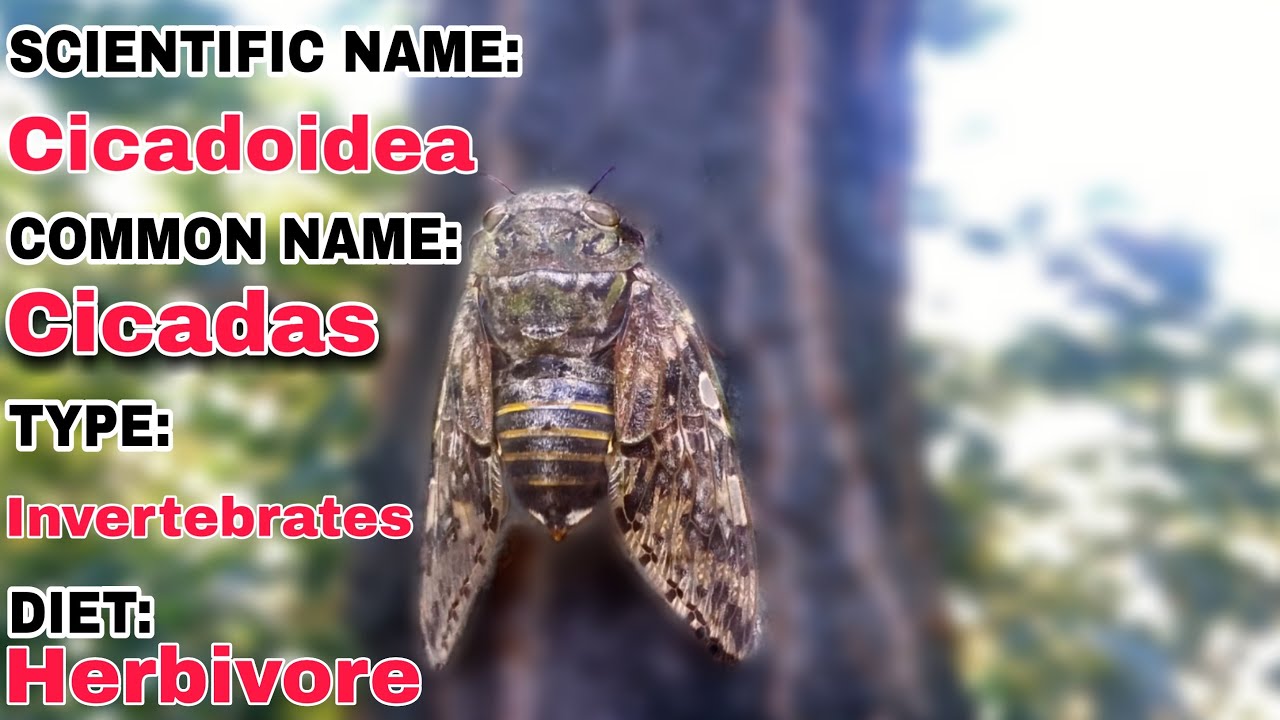 Cicada|| Cicadoidea|| In local language Kerry کیڑے|| Sound Of Cicada
