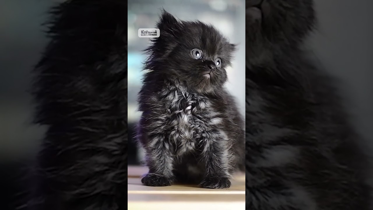 Emang Iya Kucing Hitam Pembawa Sial ? Banyak Mitosnya ? | Kaboomi Cats 