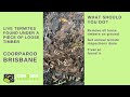 LIVE TERMITES FOUND UNDER A PIECE OF LOOSE TIMBER IN COORPAROO BRISBANE.mp4