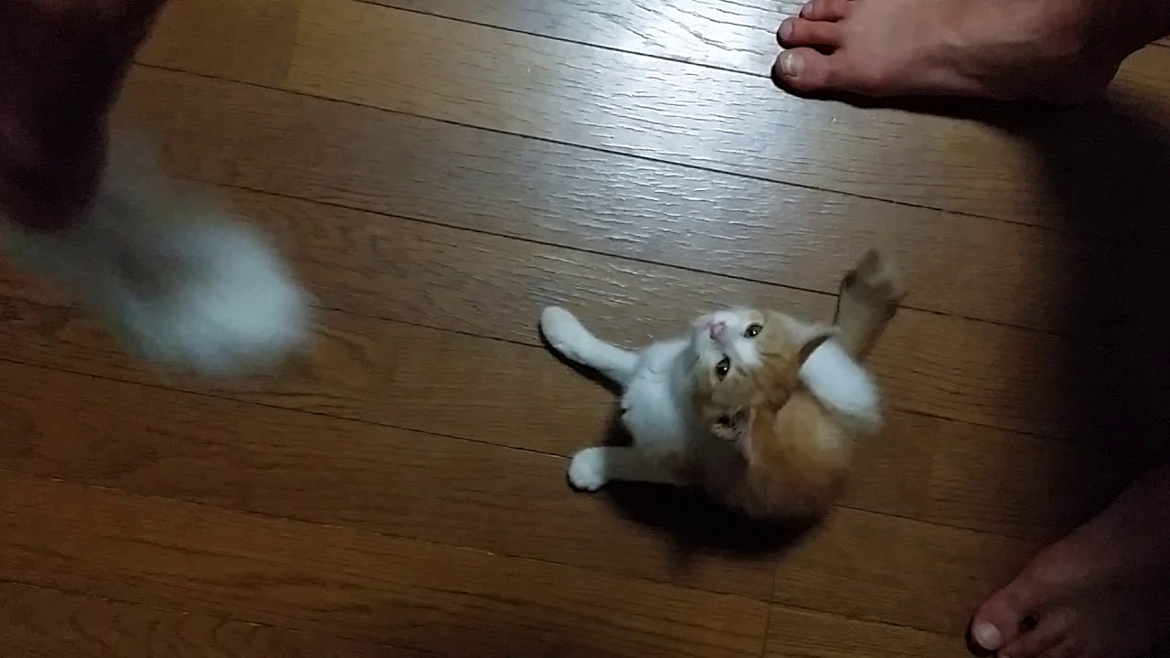 Cute Kitten Playing💗