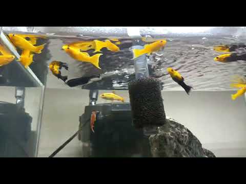 Relaxing Aquarium Fish Tank Sounds! No Music 🎶,🐠