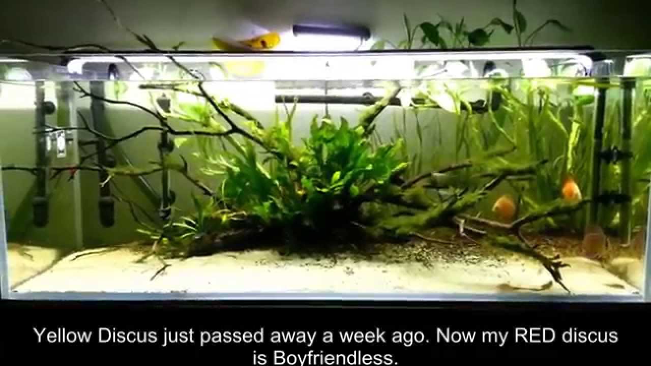 242 liter 64 gallon Planted Aquarium FIsh Tank. Rimless Tank Canister Filter 500 Led light