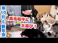 【新年会】猫10匹に黒毛和牛をあげたら大喜びでした！🥩✨【晩酌】