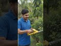 🌿 घास और झाड़ियों की कटाई अब आसान!Tomahawk CHT-8A Cordless Grass & Shrub Trimmer – 3.7V पावर #viral
