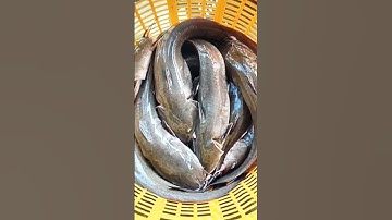 Cá Ngát To Con Nào Cũng Ngon Quá Tuyệt Vời | Nhật Phụng 69 Vlog #shorts