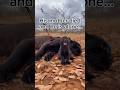 Unbelievable Moment: Leopard Mother Saves a Black Panther Cub#leopard #rescue #love