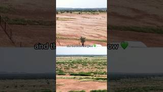 Trees in the desert?! 🤔🌳