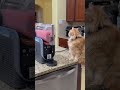 Just an orange cat doing orange cat things. #orangecat #slushininja #ninjaslushie #cutecat #funnycat