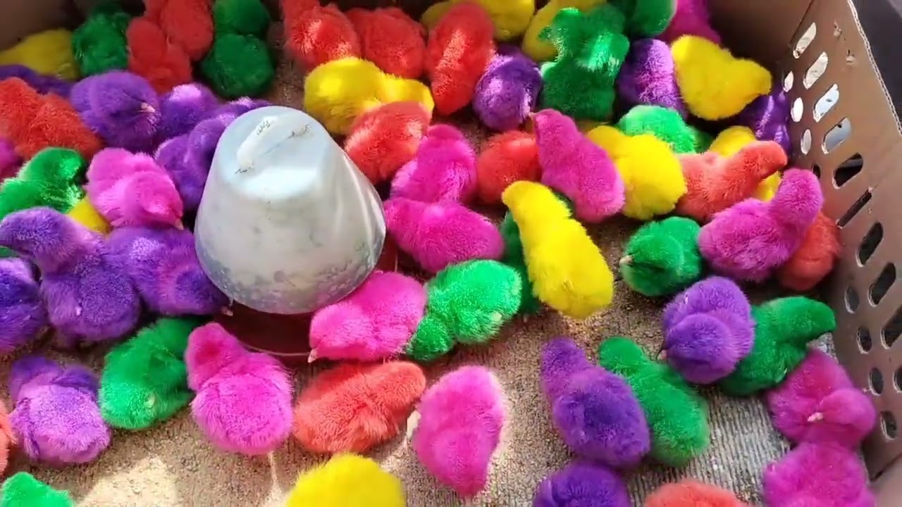 MENYERAMKAN! Berburu keong mas, Kepiting, Udang Warna - Warni, (keong sawah) dirawa angker!  Eps.103