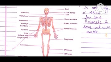 Science lesson plan |Body movements  |B.ed files