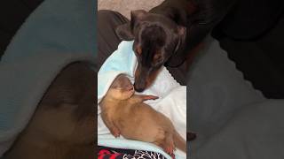 puppy is the aunt to the baby otter shorts dog viral