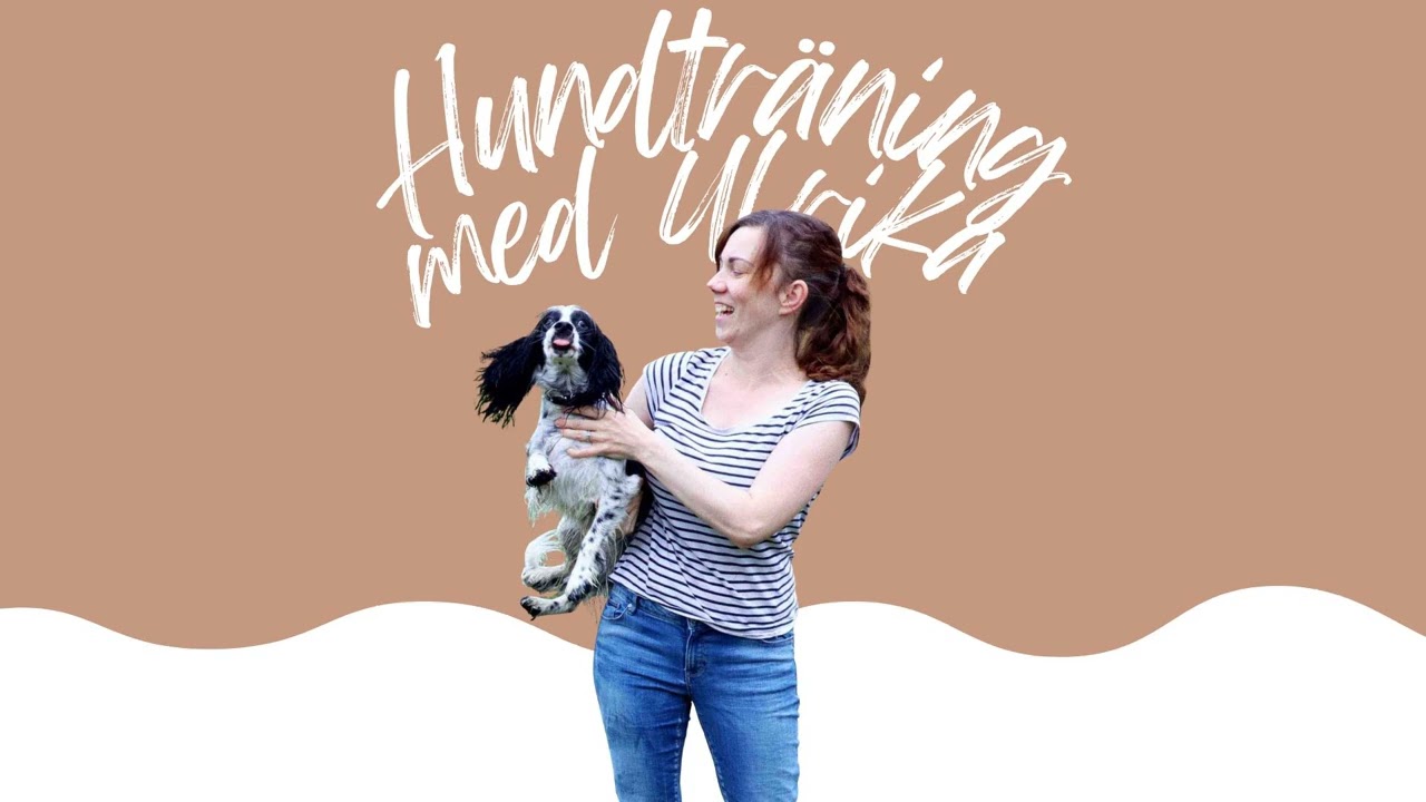 Mina bästa råd för en trygg och stressfri julhelg för hunden