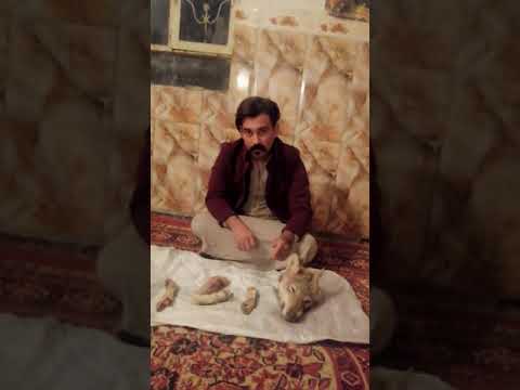 فوائد اعضاء الذيب وسعرها