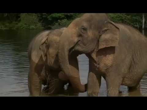 Video: Riddle's Sanctuary at African Elephants sa Arkansas