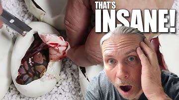CUTTING SNAKE EGGS!! | BRIAN BARCZYK
