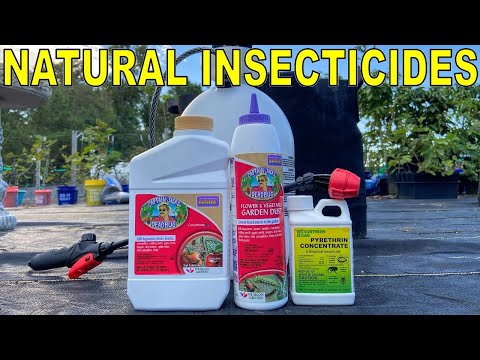 Video: Informasjon om Pyrethrum Insecticide - Bruk av naturlig Pyrethrum Spray