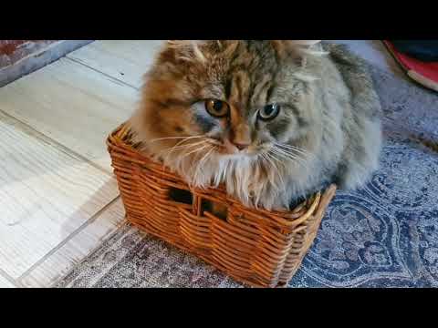 КОТ ДОМОХОЗЯЙКА. Мне б полы помыть с утра, а потом и молока!
