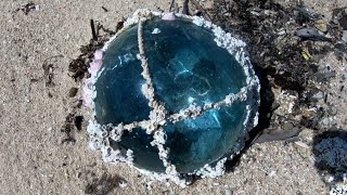 Searching for RARE JAPANESE GLASS FLOATS! & beach Treasure!