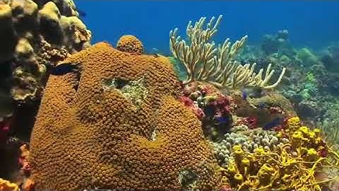 سورة الشرح  كاملة بصوت القارء الشيخ احمد تميم المراغي.Holy Quran Al Sharh Surah complete