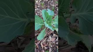     🌱 What’s Growing Wednesday #shorts #garden #gardening #food 