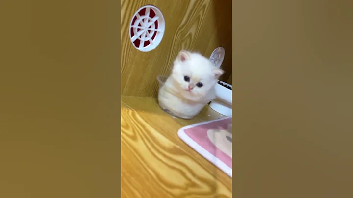 Video 11870111: cat kitten cutecat pets, kitten pets funny cutecat, cat kitten cute pets, sleeping cat cutecat, cat little kitten funny