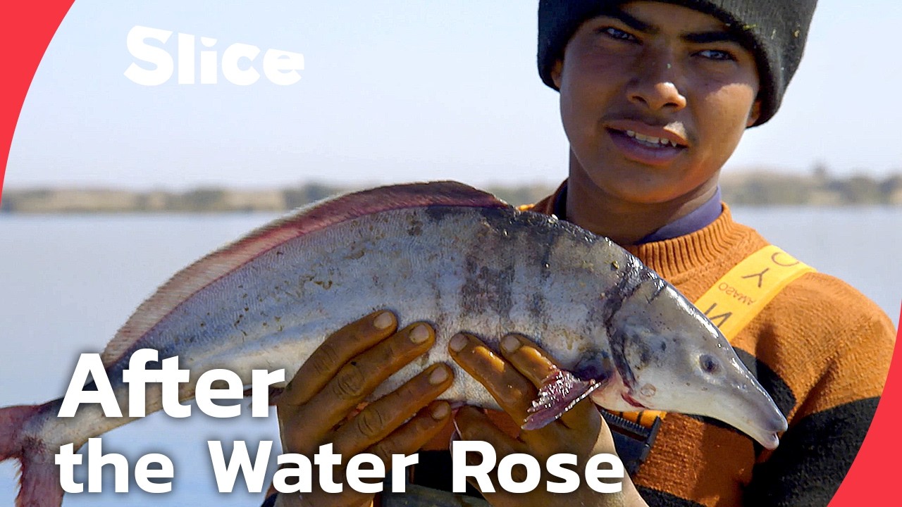 Documentary backdrop image for Lake Nasser: Fishermen and displaced Nubians, the two faces of progress in Egypt (2026)