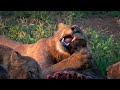 6 young male Lions on a kill - Kruger National Park 2019