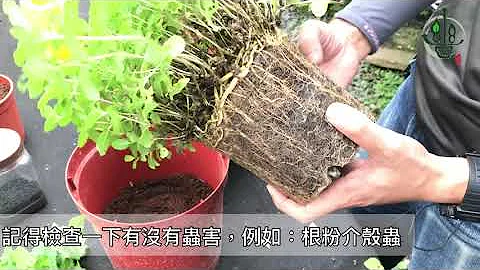 防疫小幫手?'薄荷'的照顧、修剪、換盆與扦插【園藝店老闆不會教你的事#4】 - 天天要聞