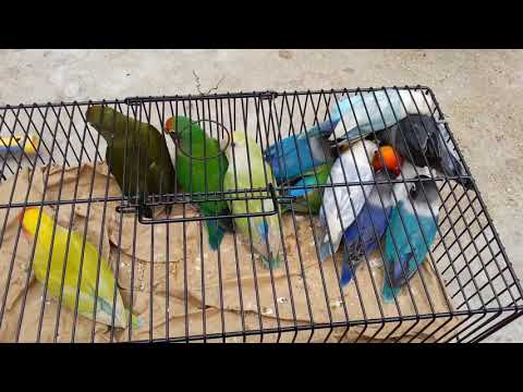 Lovebirds Color Mutation