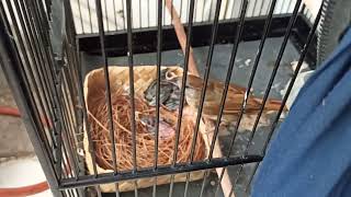 burung kapas tembak meloloh anakan murai