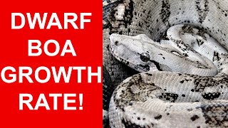 Dwarf Boa Growth Comparison How Big are they from 1 to 7 Years Old