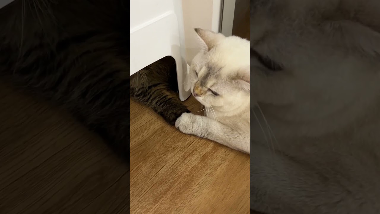 When Their Paws Touched 😻 Golden & Ureka’s Moment