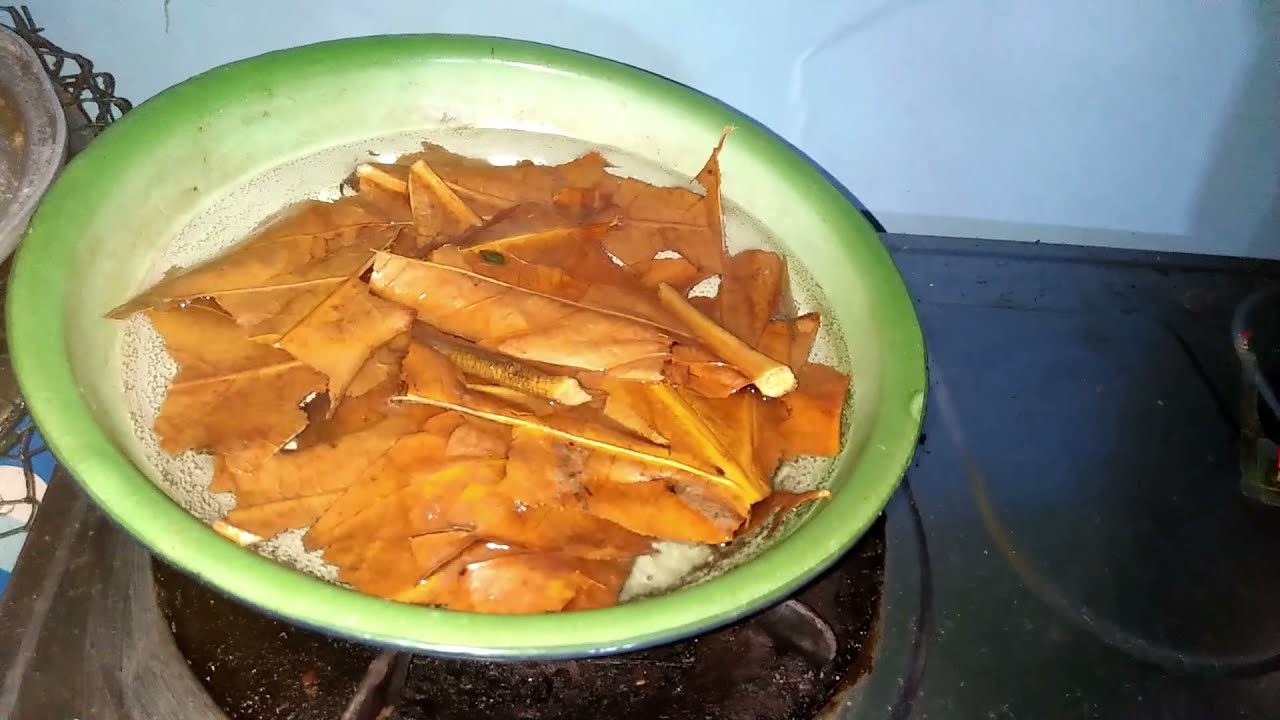 Cara pengolahan daun sukun untuk meringankan sakit ginjal 