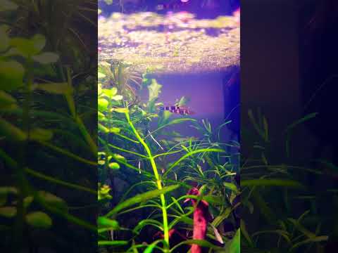 Male Clown Killifish