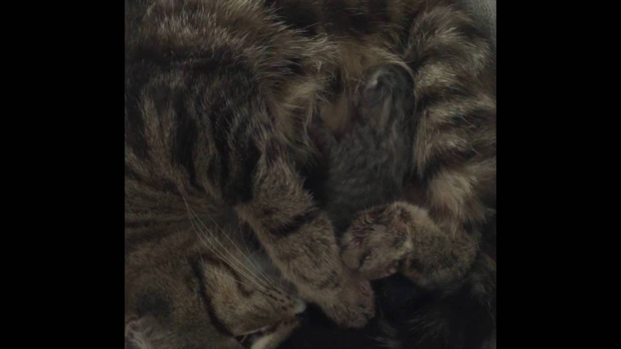 NAISSANCE D'UN BEBE CHAT...