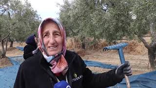 Trabzonlu Kadınlar Tekirdağda Zeytin Mesaisinde