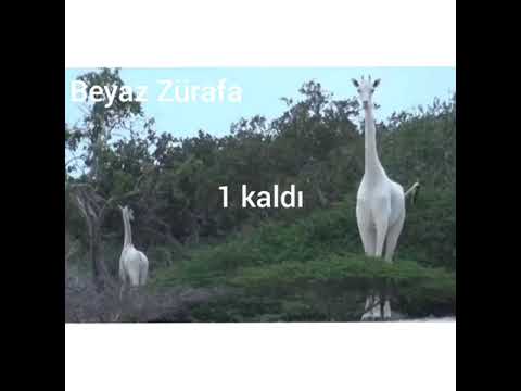 Nesli tükenmekte olan
